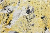 Dendrites On Limestone - Utah #150496-1